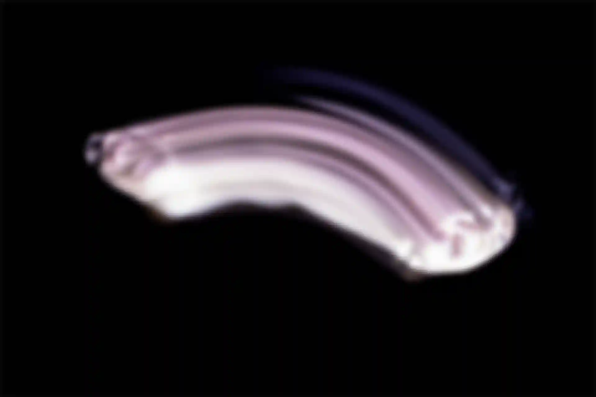 Ein Mann mit einem überbelichteten Gesicht, der seinen Kopf von rechts nach links schwenkt.